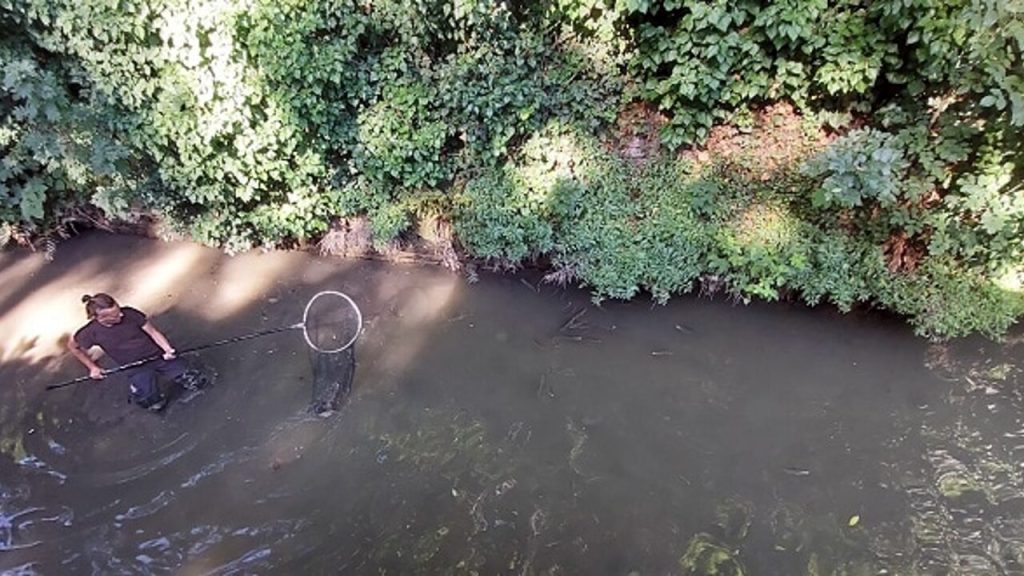 pesci canale alicorno padova
