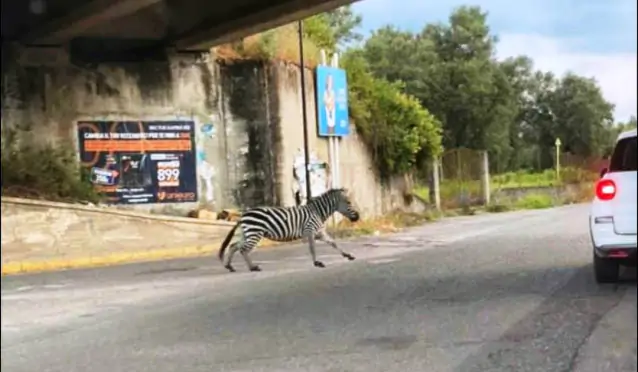 zebra strade calabria