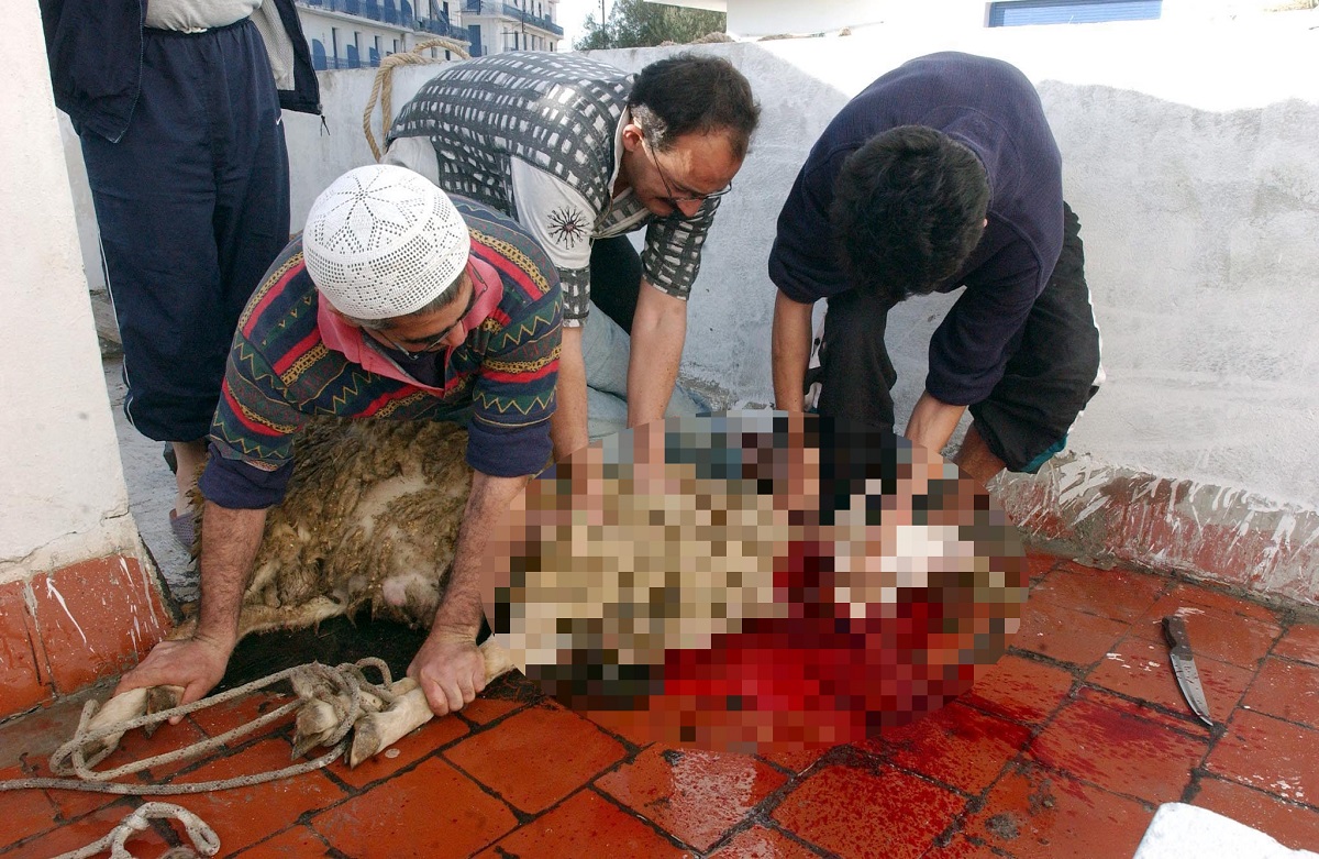 Festa del Sacrificio, “solo in Italia sgozzati oltre 5mila animali”