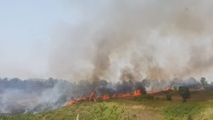 incendio pineta sacchetti roma