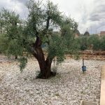Maltempo Puglia: forti piogge, grandine e downburst tra Cisternino e Locorotondo | FOTO e VIDEO