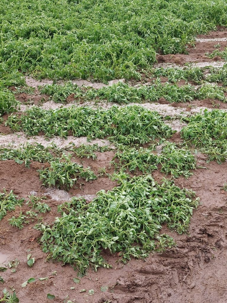 maltempo grandine sila calabria