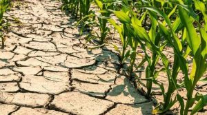 siccità agricoltura campi mais
