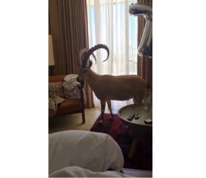 stambecco hotel israele