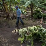 Tempesta tropicale Bonnie: alberi abbattuti e fiumi straripati, 3 morti tra El Salvador e Nicaragua | FOTO