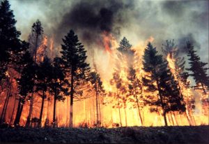 incendio-boschivo