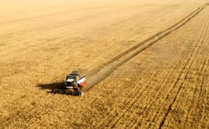 grano trebbiatura