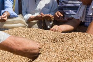 grano