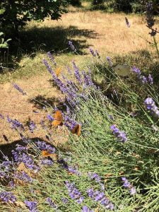 biodiversità del suolo