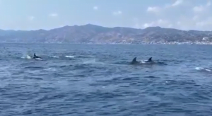 delfini stretto di messina