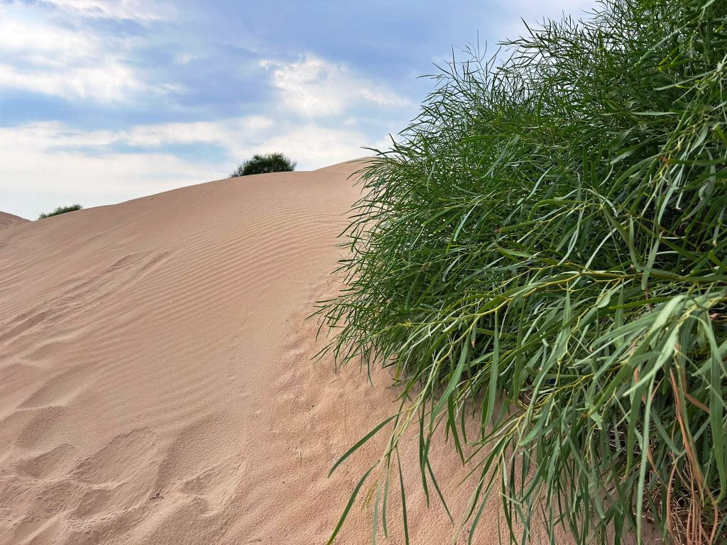 dune sabbia spiaggia santa maria del focallo