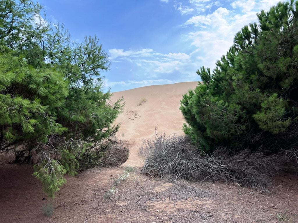 dune sabbia spiaggia santa maria del focallo