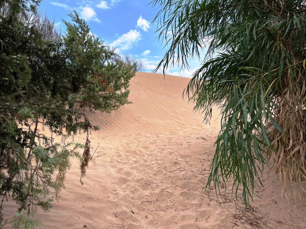 dune sabbia spiaggia santa maria del focallo
