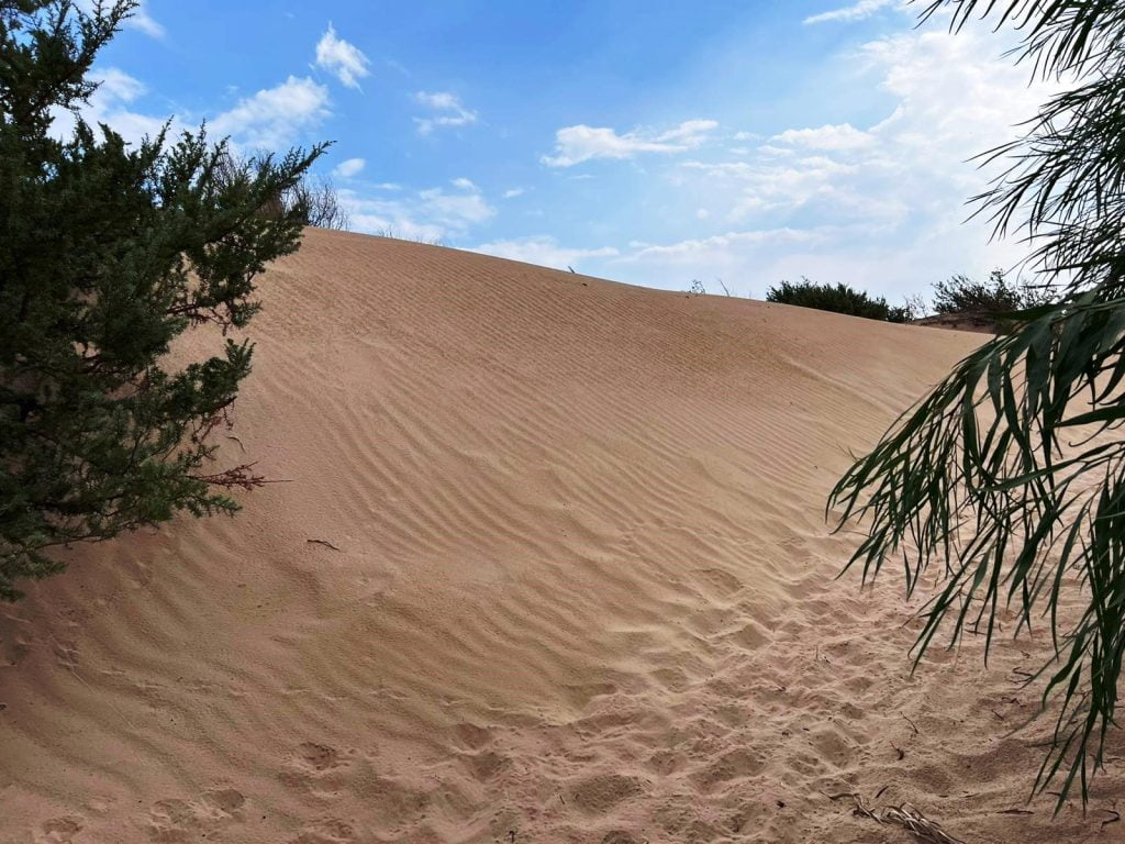 dune sabbia spiaggia santa maria del focallo