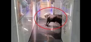 israele toro banca lod