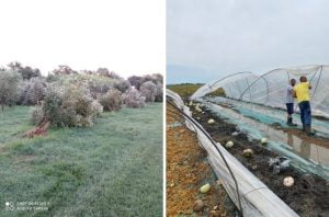 maltempo agricoltura