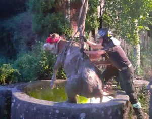 mucca pozzo