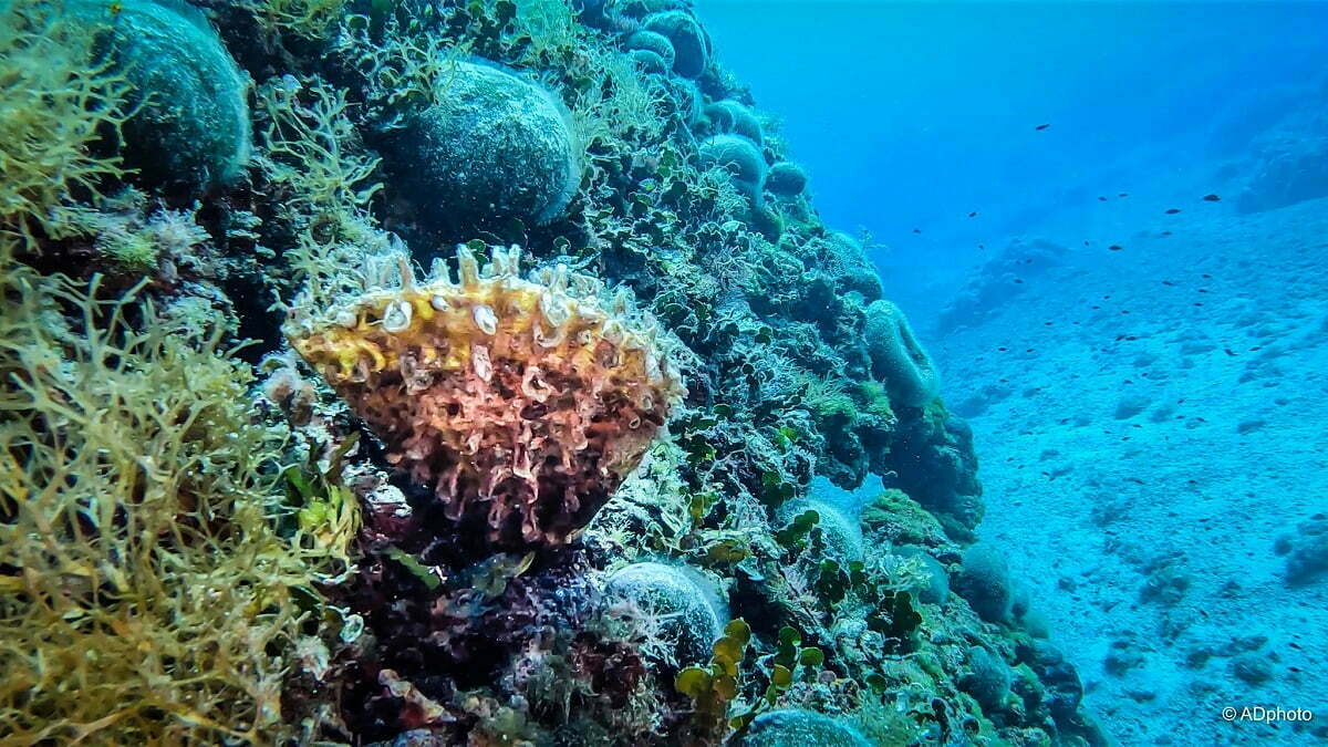 pinna rudis credit laboratorio del mare