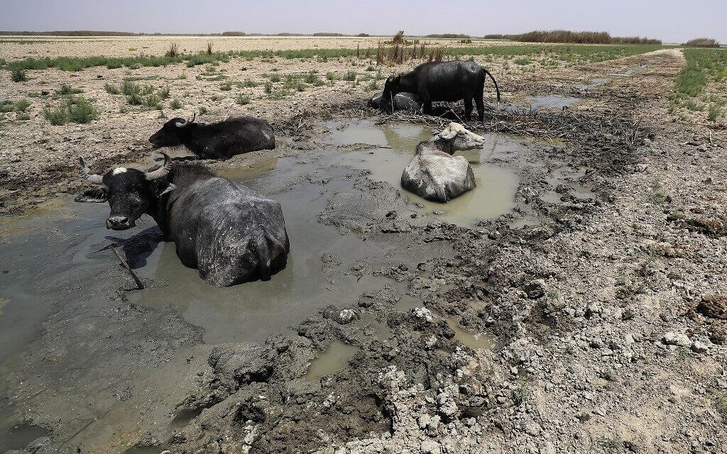 siccità iraq