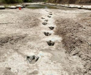 Paul Baker / Dinosaur Valley State Park