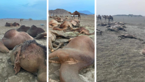 Cammelli uccisi da un fulmine