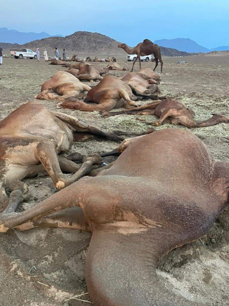 Cammelli uccisi da un fulmine