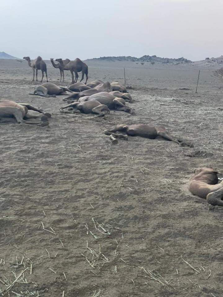 Cammelli uccisi da un fulmine