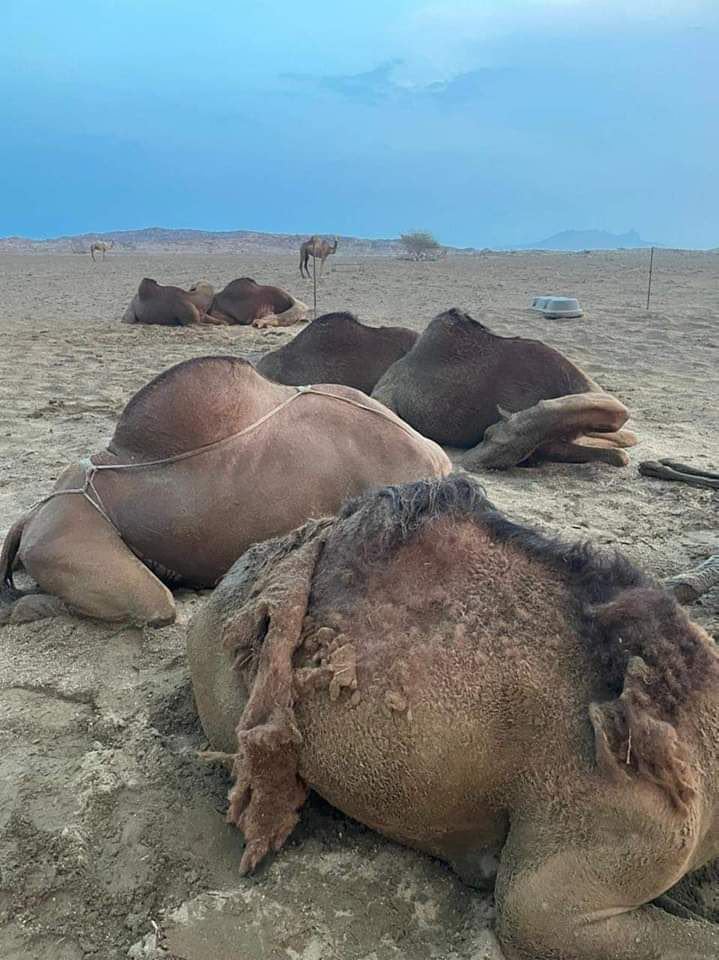 Cammelli uccisi da un fulmine