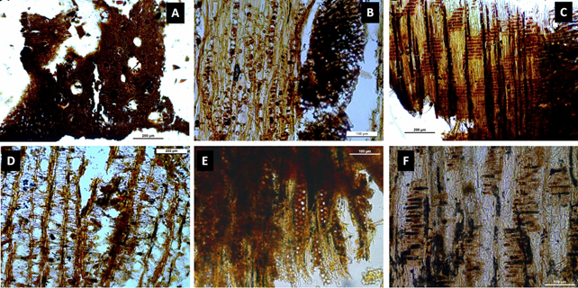 Immagini al microscopio dei legni in analisi