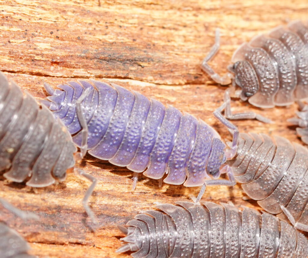 virus giganti Megaviricetes