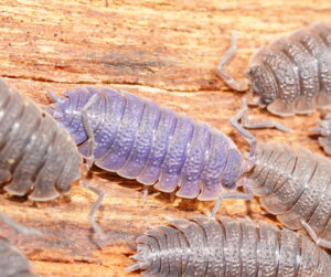 virus giganti Megaviricetes