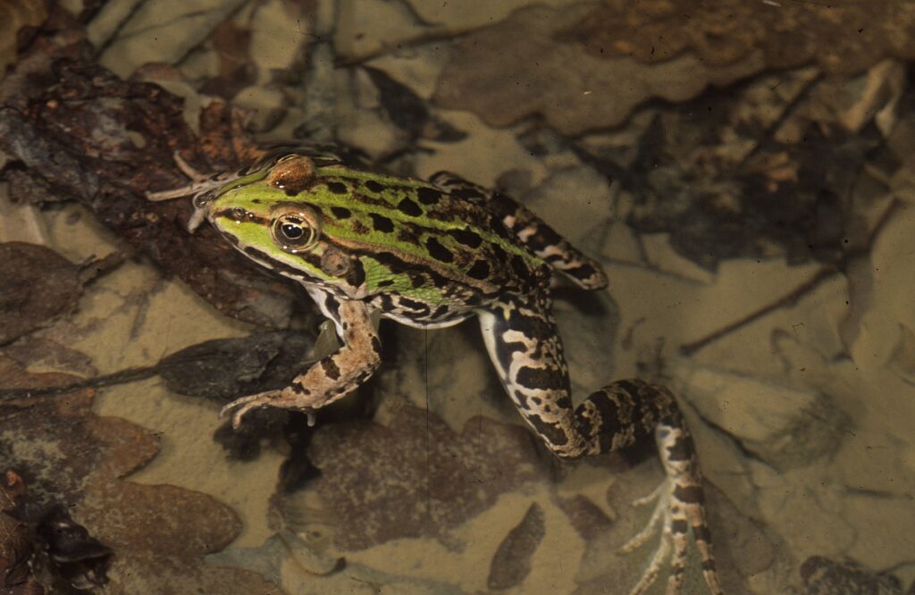 to-herp