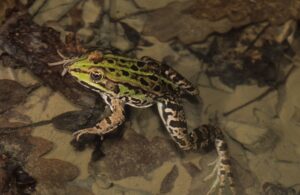 to-herp