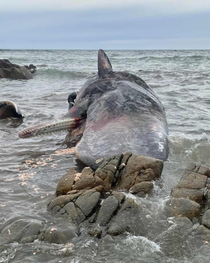 balene spiaggiate tasmania