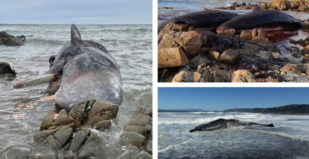 balene spiaggiate tasmania