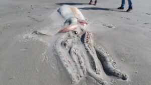 calamaro gigante nuova zelanda (2)