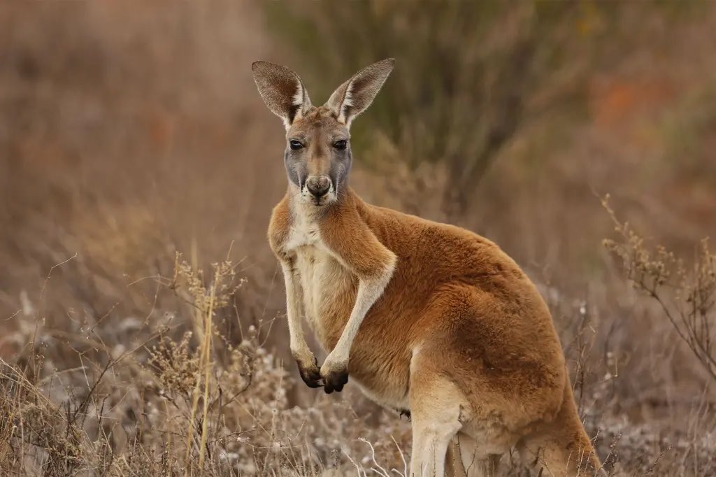 canguro