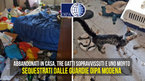 gatti abbandonati