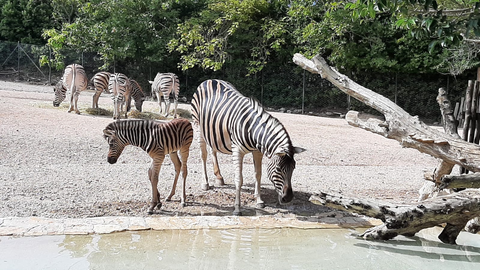 cucciolo zebra parco zoo falconara