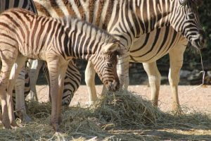 cucciolo zebra parco zoo falconara