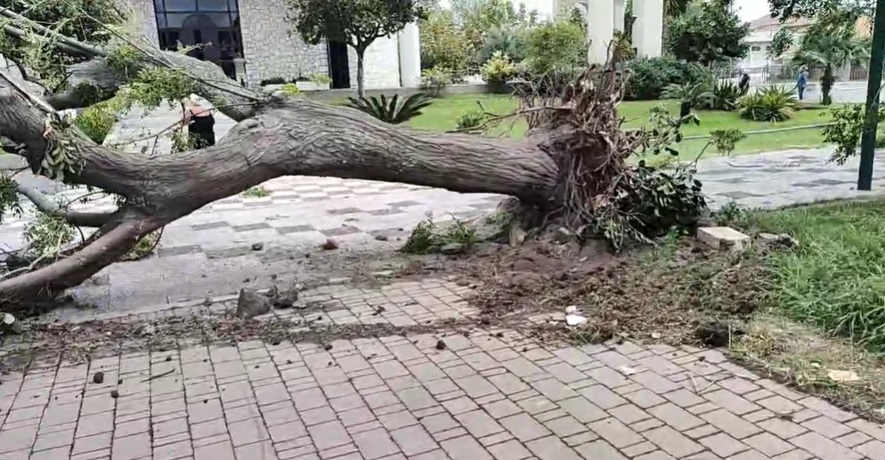 danni tornado tortora