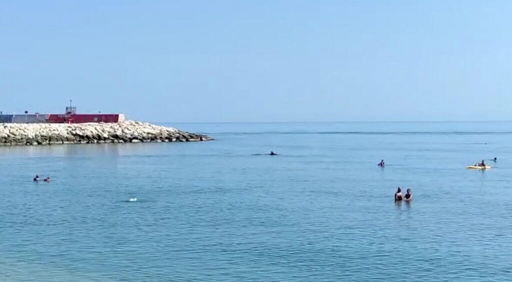 delfini civitanova marche