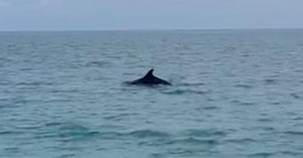 delfini civitanova marche