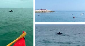 delfini civitanova marche