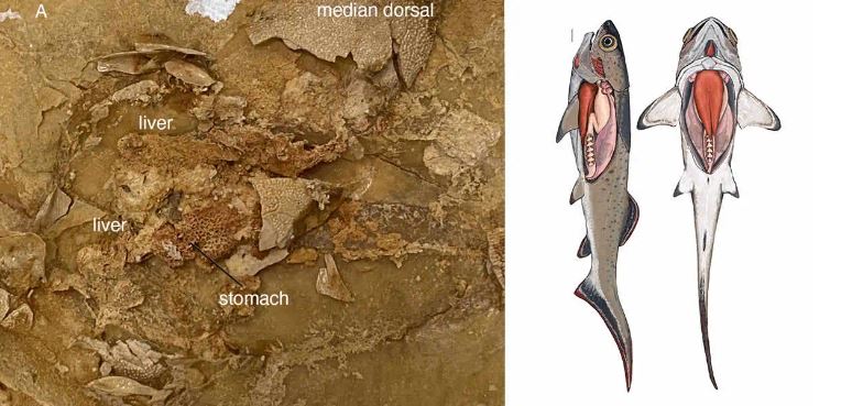 fossile pesce corazzato