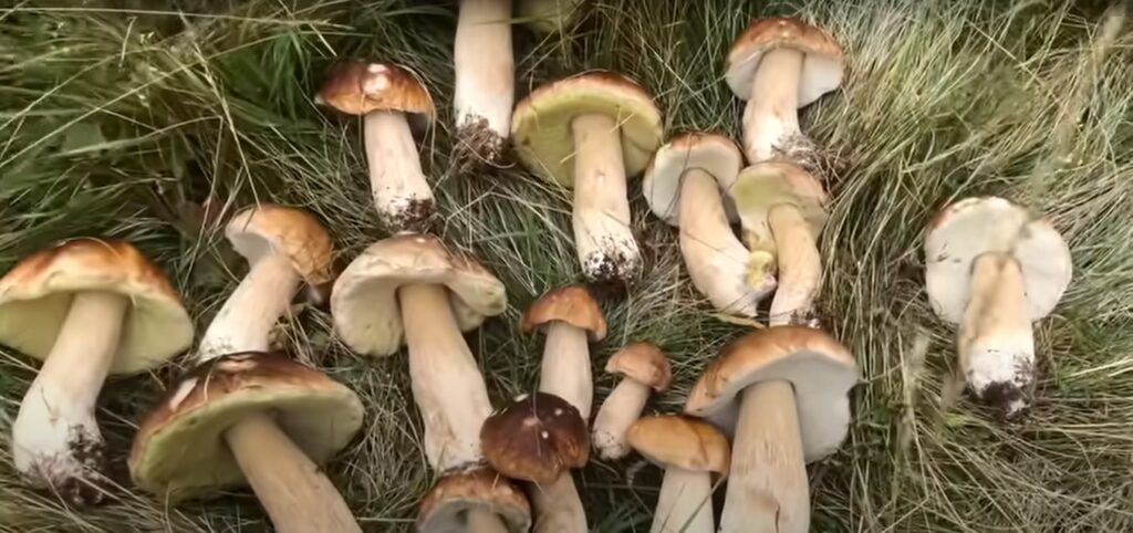 funghi ticino