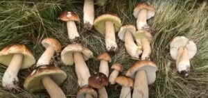 funghi ticino