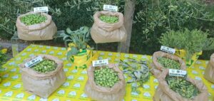 olive coldiretti