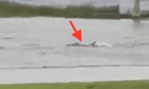 squalo florida uragano ian