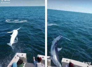 squalo barca pescatori